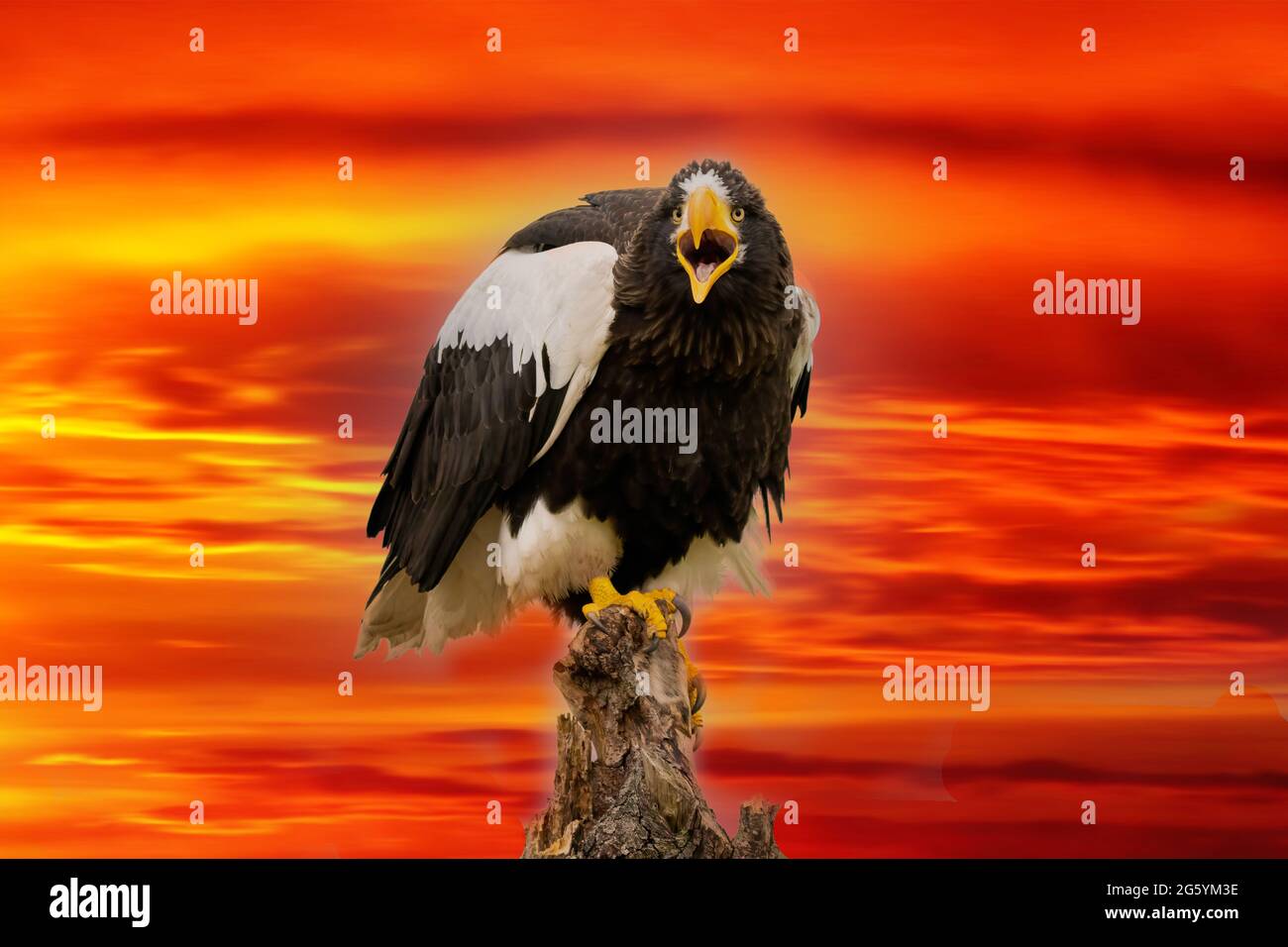 L'aigle de mer de Steller est assis sur une souche contre un ciel rouge et jaune spectaculaire. L'oiseau de proie regarde vers le bas. Ouvrir le bec. Banque D'Images