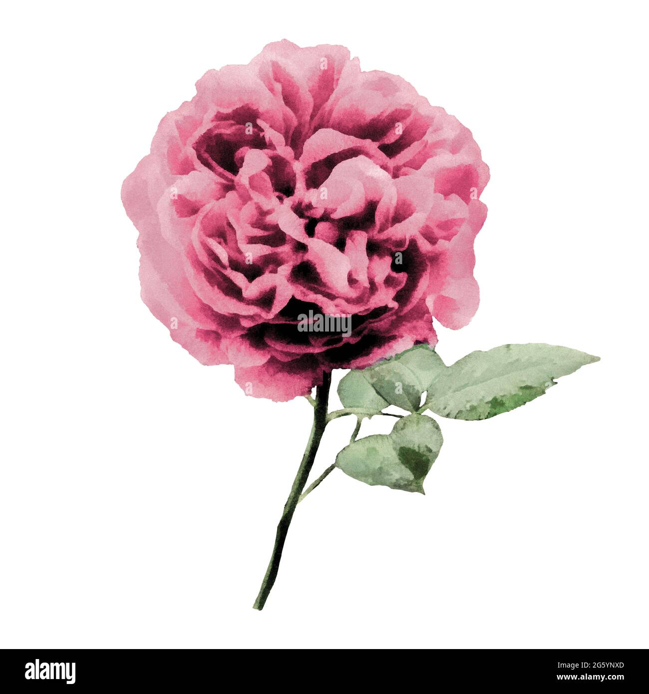 Rose rose isolée sur fond blanc. Illustration aquarelle Banque D'Images