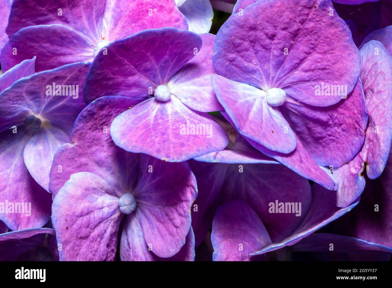 Hortensia / hortensia à feuilles biglées (Hydrangea macrophylla) Banque D'Images