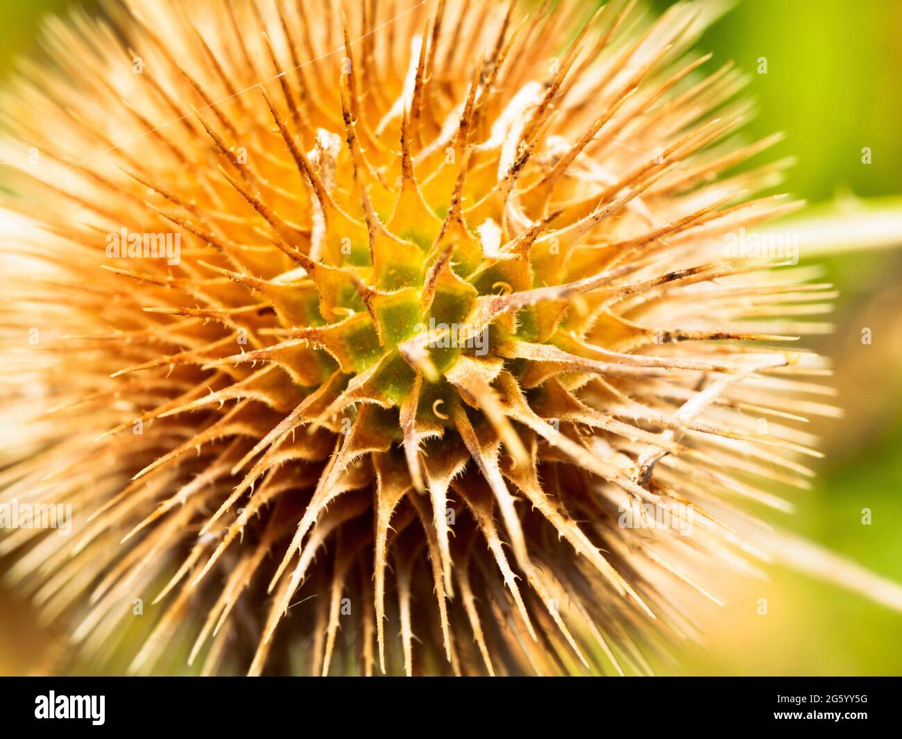 Tête séchée sur une cuillerée à thé sauvage (Dipsacus fullonum), également connue sous le nom de cuillerée à thé ordinaire ou de cuillerée à thé plus pleine Banque D'Images
