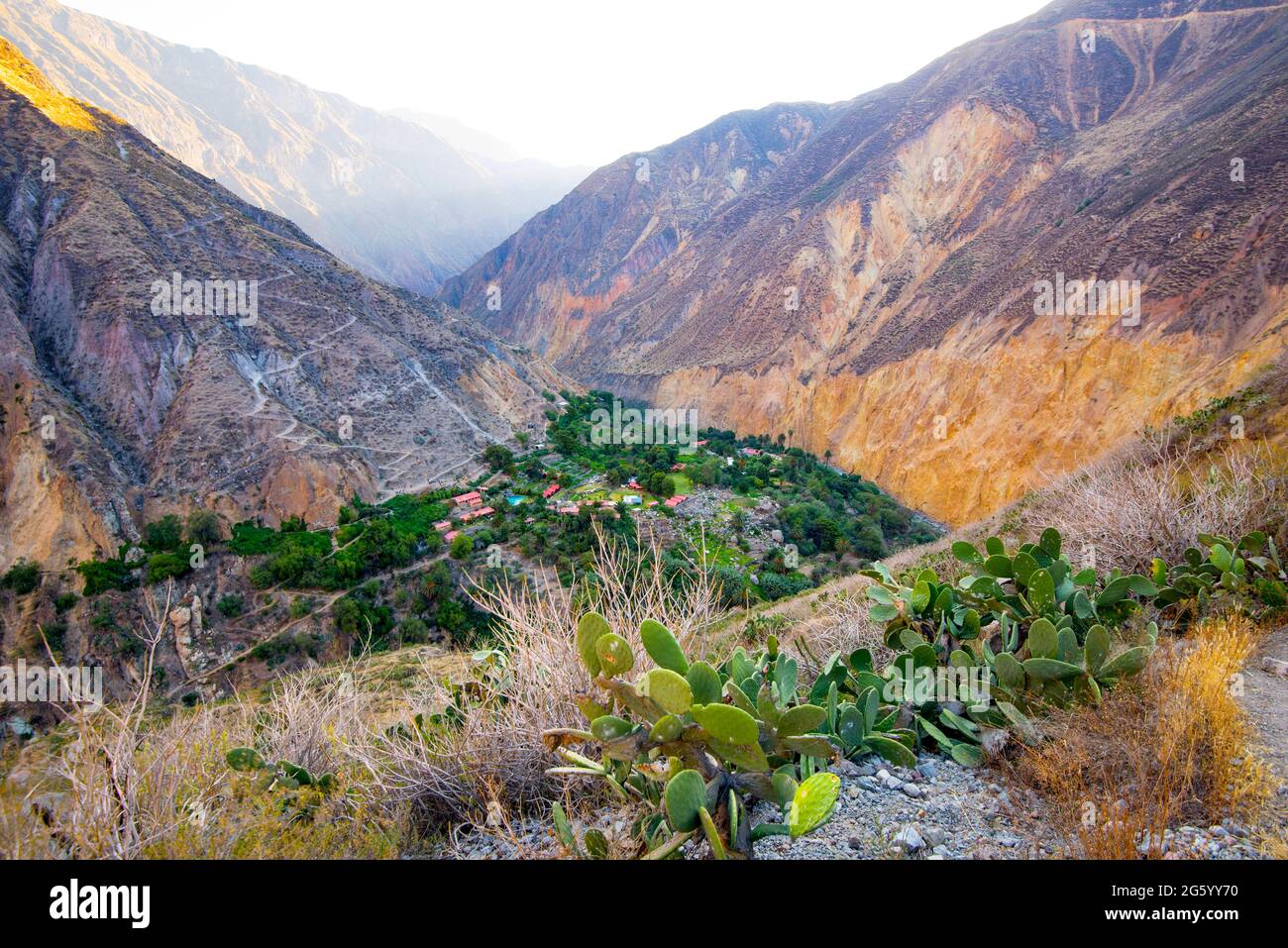 Oasis Sangalle au fond du canyon de Colca, Pérou. Banque D'Images