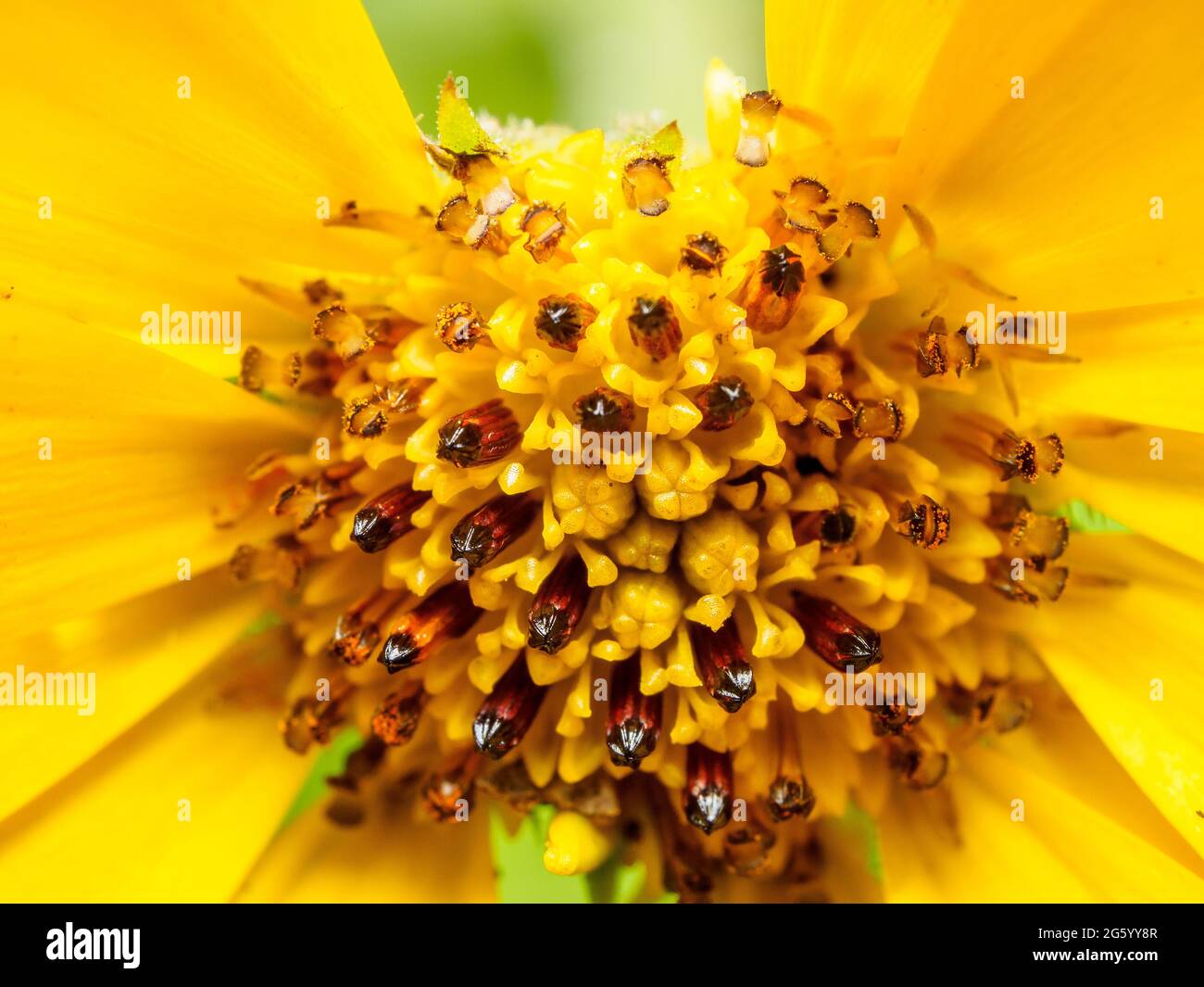 Marigot d'arbre (Tithonia diversifolia) - Asteraceae, tournesol japonais, tournesol mexicain, tournesol mexicain, Mirasolia diversifolia, Nitobe chrysanthème, Tithonia, marigot d'arbre Banque D'Images