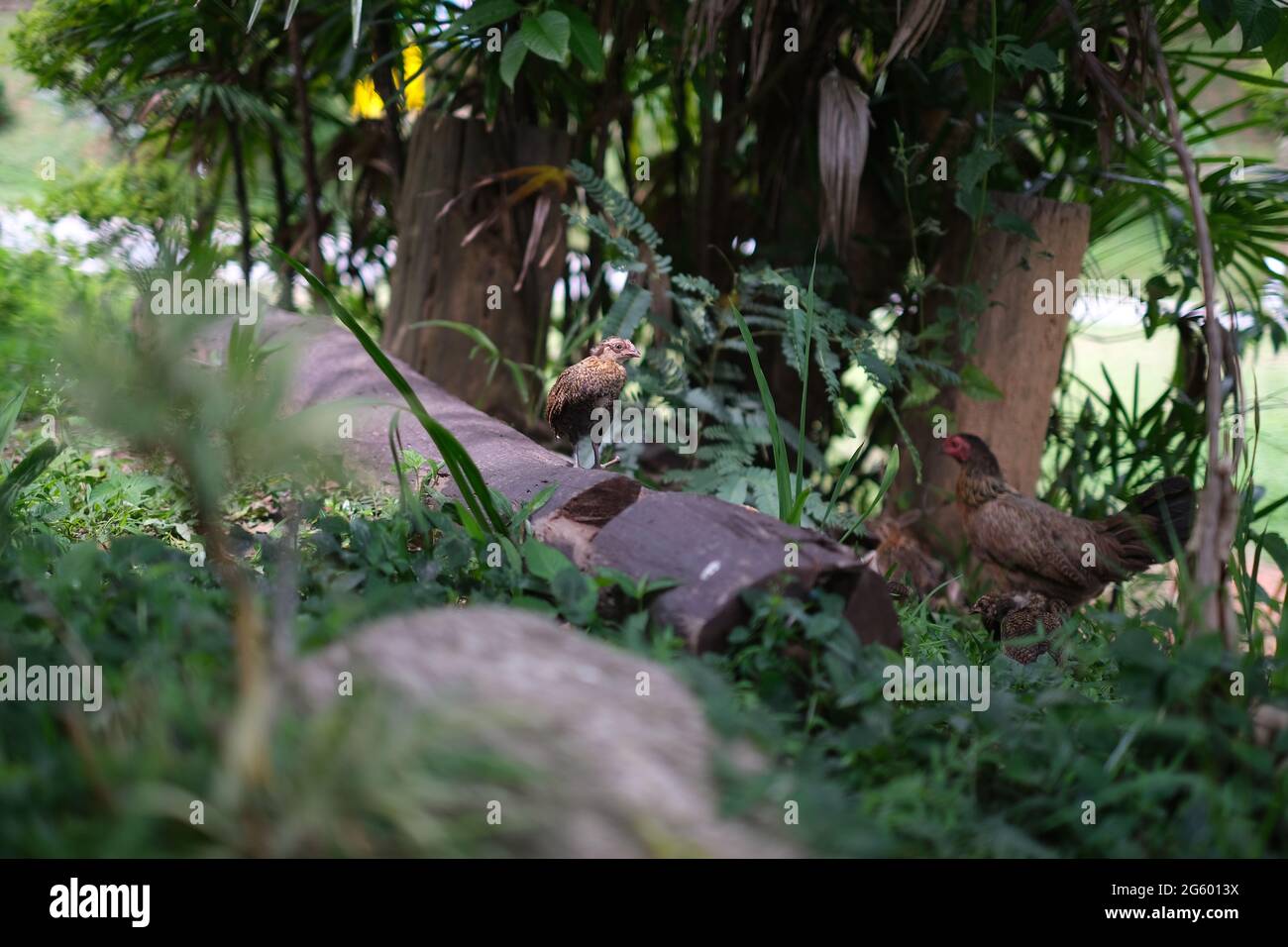 La petite poussin de poulet sous la cime des arbres est en alerte après que l'invité humain est venu prendre une photo Banque D'Images