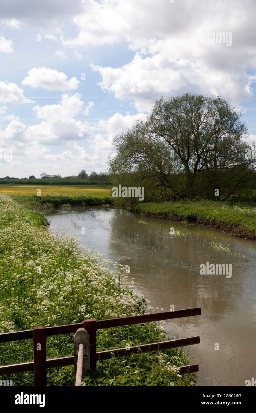 La rivière Cherwell près d'Adderbury, Oxfordshire, Angleterre, Royaume-Uni Banque D'Images