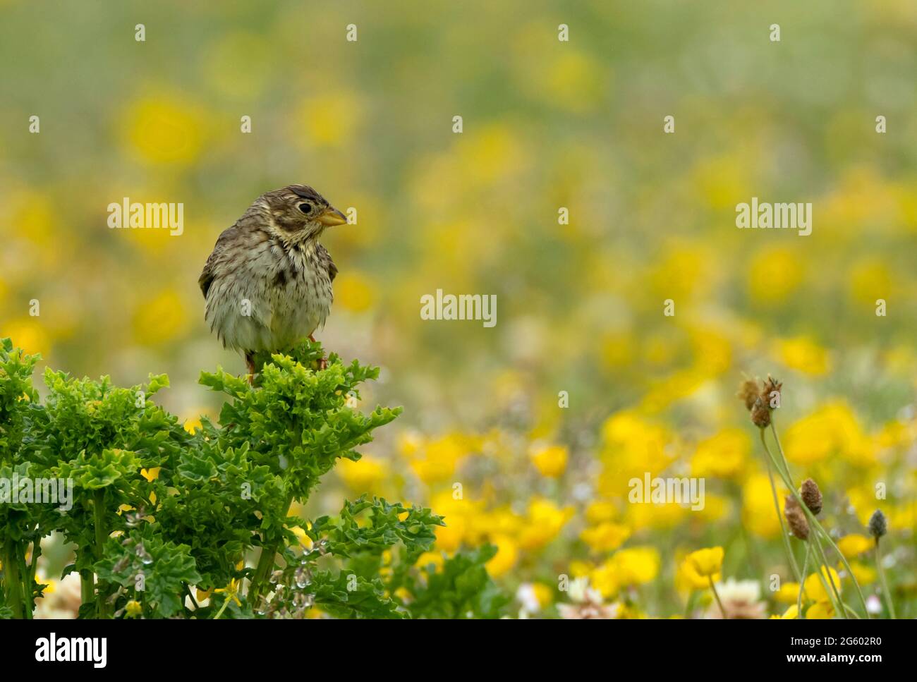 A Corn Bunkting (Emberiza calandra), North Uist, Outer Hebrides, Écosse Banque D'Images