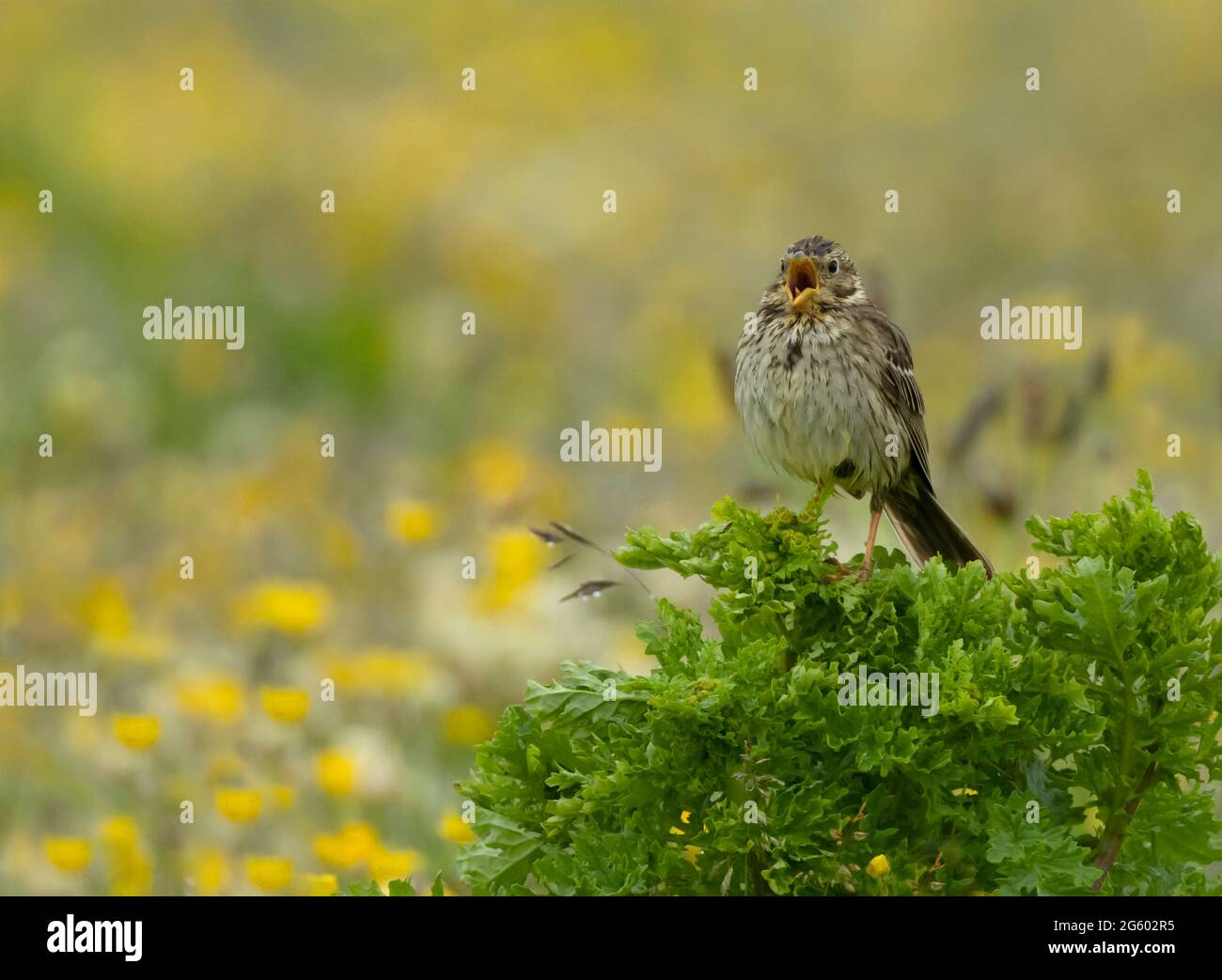 A Corn Bunting (Emberiza calandra) chant, North Uist, Outer Hebrides, Écosse Banque D'Images