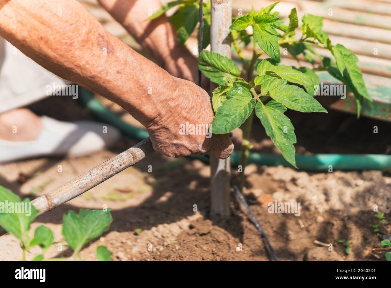 Homme âgé préparant le verger de tomates Banque D'Images