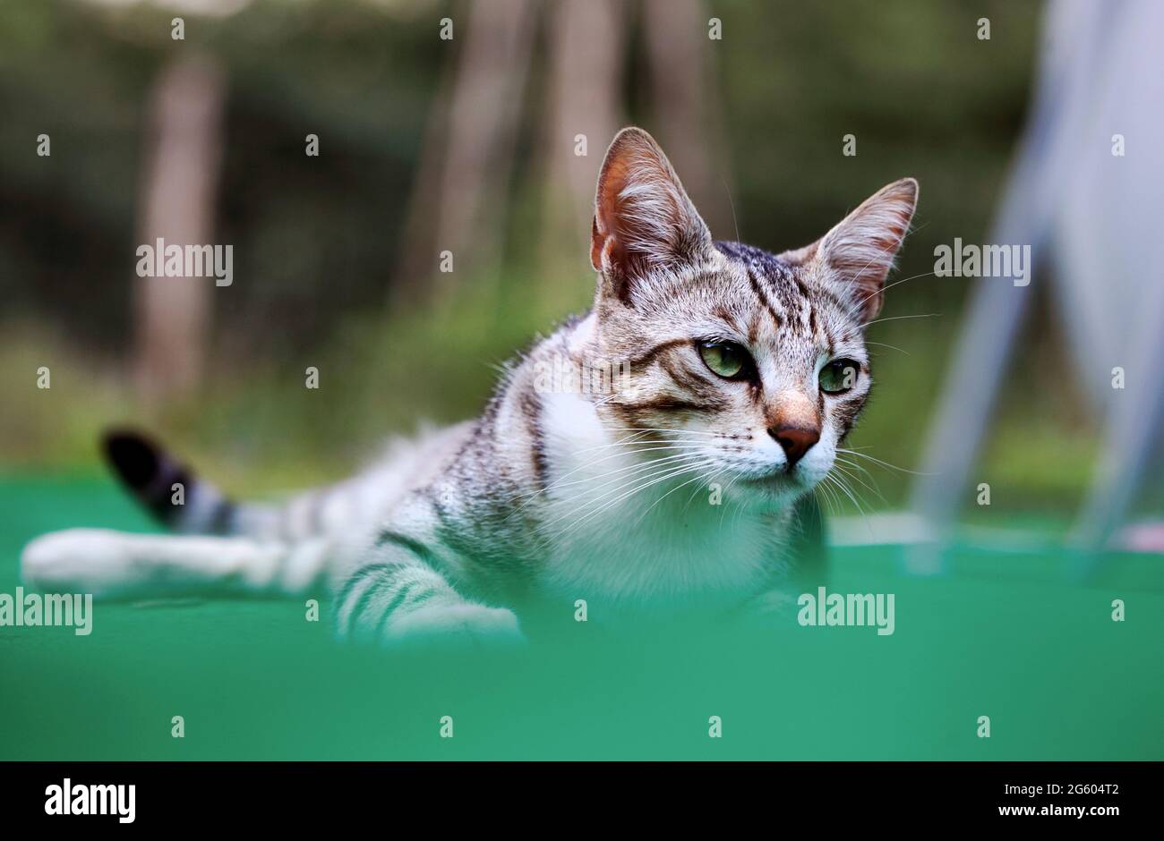 Jeune femme chat. Banque D'Images