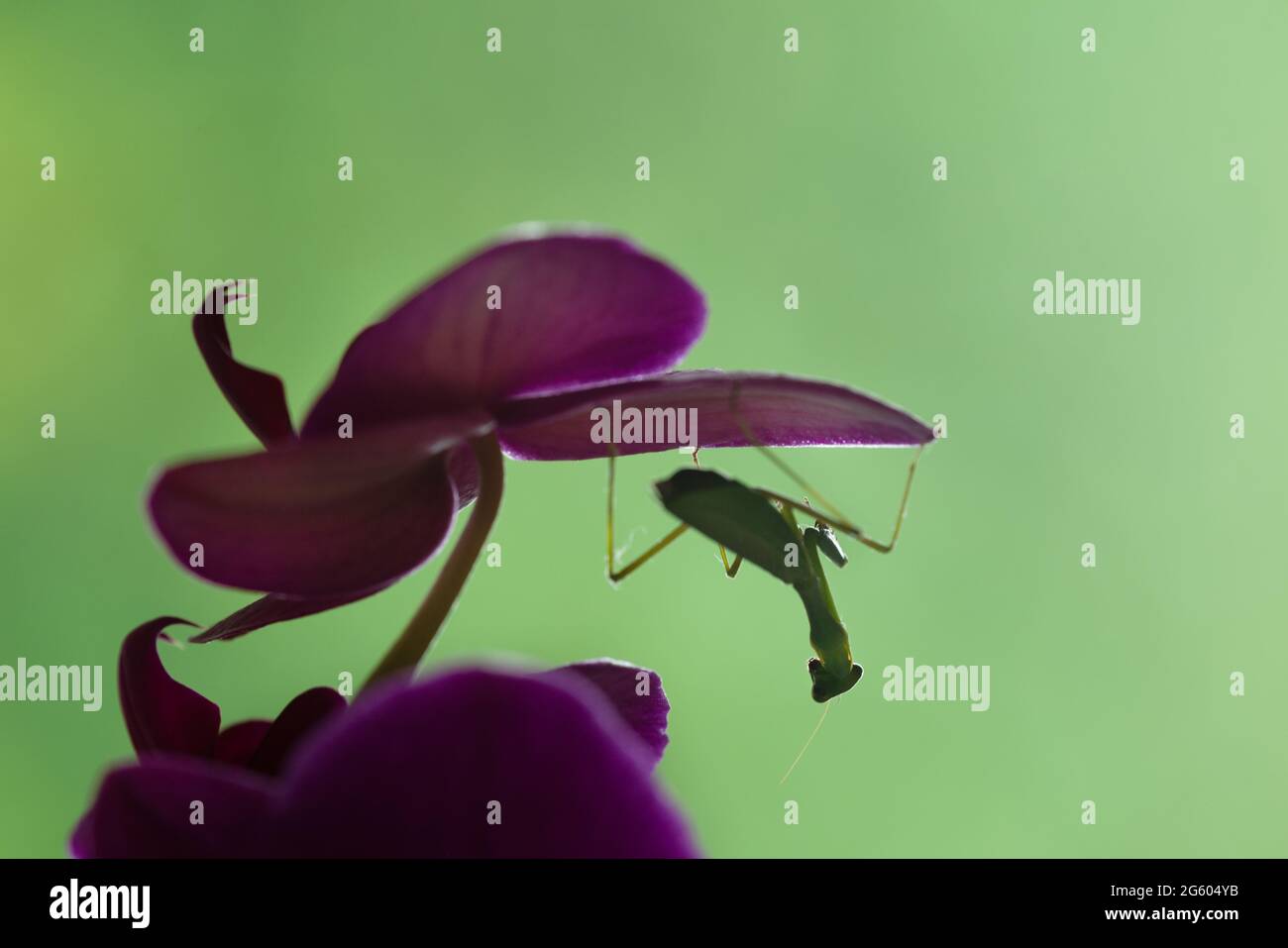 Une mante de prière verte perchée à l'envers sur une orchidée papillon pourpre avec fond vert nature Banque D'Images
