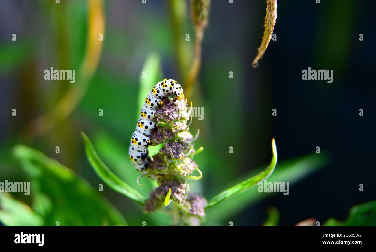 Brighton Royaume-Uni 1er juillet 2021 - UNE pate de mulléine (Cuculllia verbasci) caterpillar manger une plante de bourgeeia bénéficie aujourd'hui du soleil chaud dans un jardin de Brighton . Une infestation des chenilles de mullein peut causer la dévastation aux plantes de la Buddleia et causer des problèmes aux jardiniers en Grande-Bretagne : Credit Simon Dack / Alamy Live News Banque D'Images