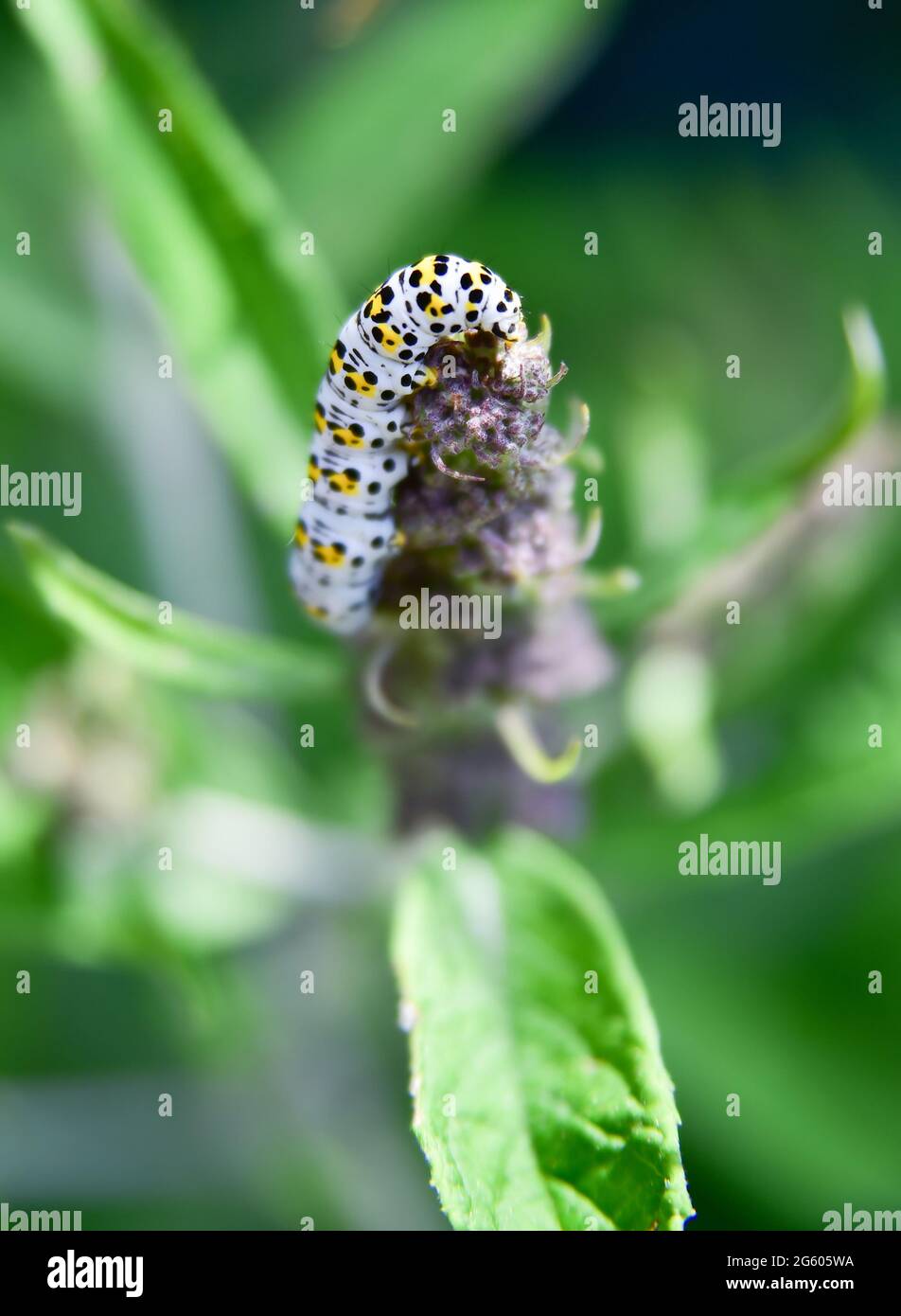 Brighton Royaume-Uni 1er juillet 2021 - UNE pate de mulléine (Cuculllia verbasci) caterpillar manger une plante de bourgeeia bénéficie aujourd'hui du soleil chaud dans un jardin de Brighton . Une infestation des chenilles de mullein peut causer la dévastation aux plantes de la Buddleia et causer des problèmes aux jardiniers en Grande-Bretagne : Credit Simon Dack / Alamy Live News Banque D'Images