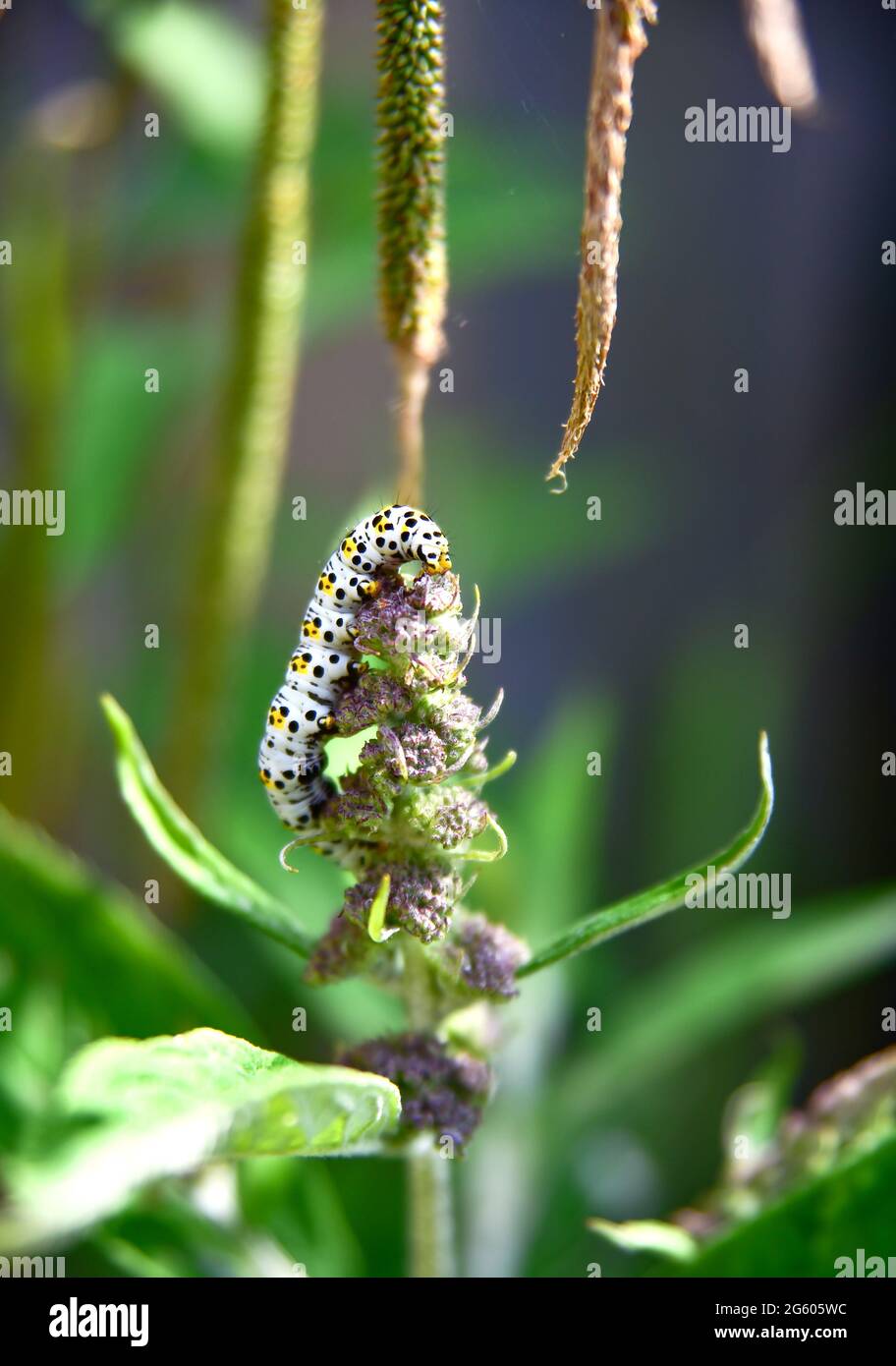 Brighton Royaume-Uni 1er juillet 2021 - UNE pate de mulléine (Cuculllia verbasci) caterpillar manger une plante de bourgeeia bénéficie aujourd'hui du soleil chaud dans un jardin de Brighton . Une infestation des chenilles de mullein peut causer la dévastation aux plantes de la Buddleia et causer des problèmes aux jardiniers en Grande-Bretagne : Credit Simon Dack / Alamy Live News Banque D'Images