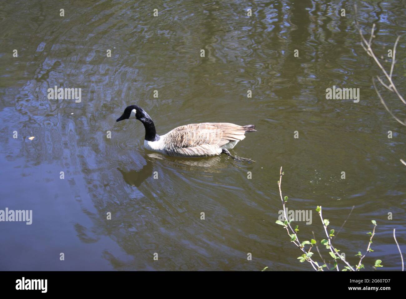 Oie noire (Branta canadensis) Banque D'Images