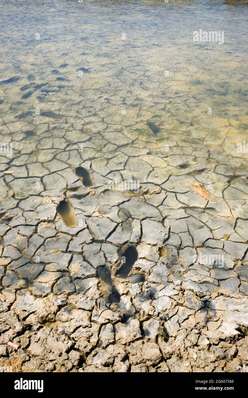 En regardant dans les échalotes boueuses avec des empreintes de pas dans la boue d'un lac semi séché au sel dans le sud de la France Banque D'Images