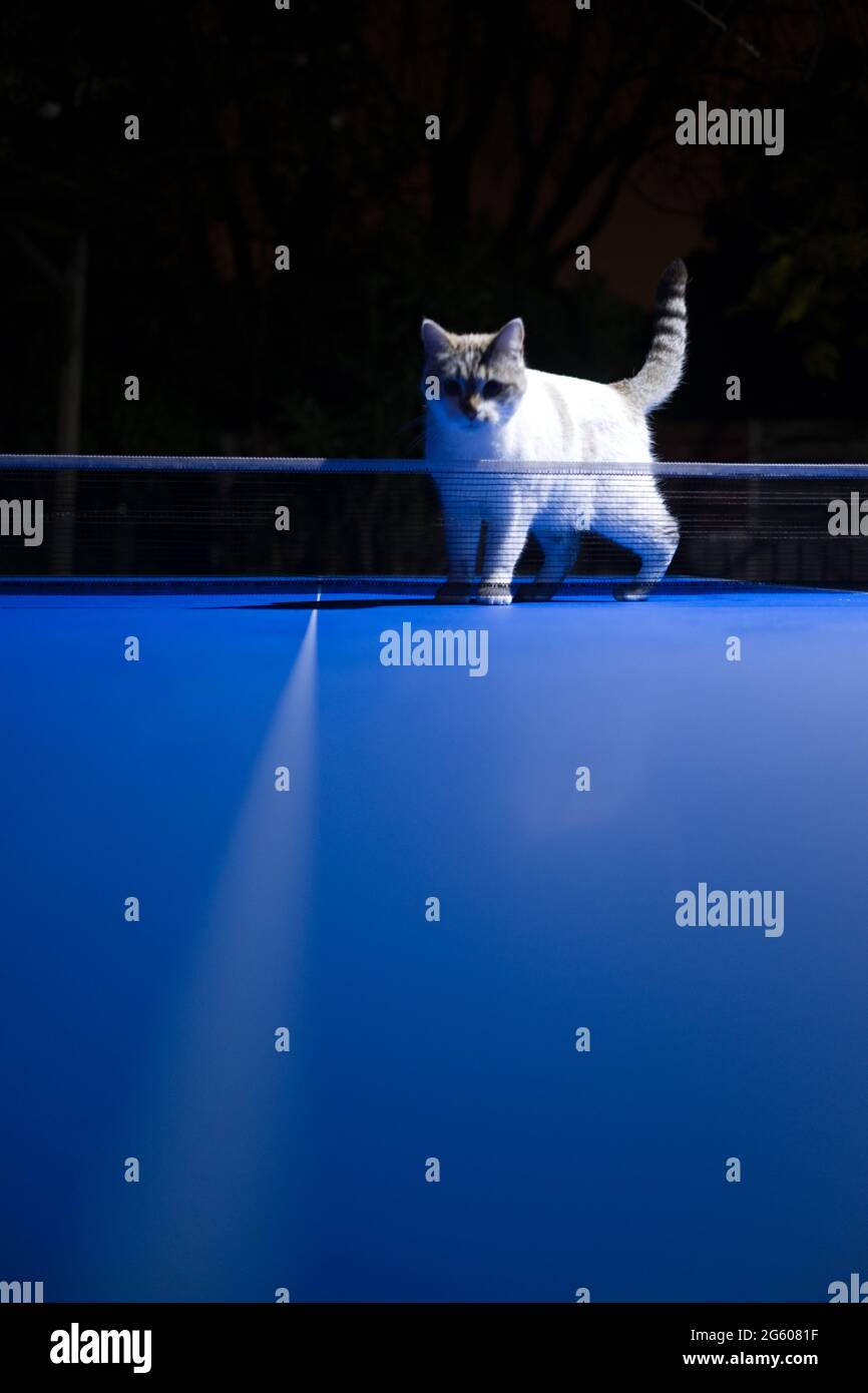 photographie à angle bas prise la nuit de jeune femelle blanc chat approchant le filet sur table bleue de tennis de table Banque D'Images