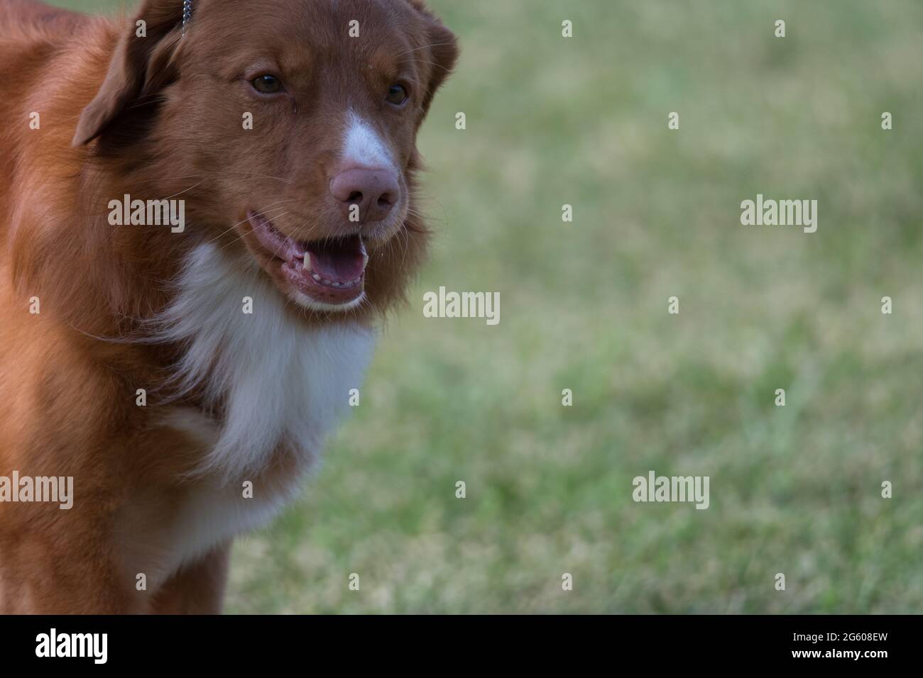 Retriever de canard-Tolling de la Nouvelle-Écosse avec un fond d'herbe Banque D'Images