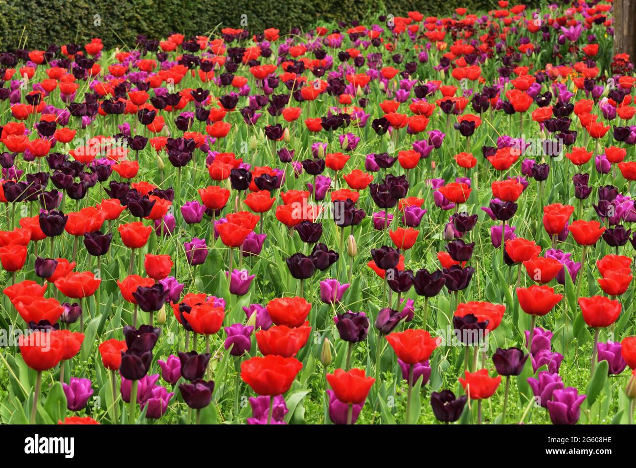 Tulipes dans le jardin du collectionneur Earl à Arundel Castle, Arundel, West Sussex, pendant le Festival annuel des tulipes Banque D'Images