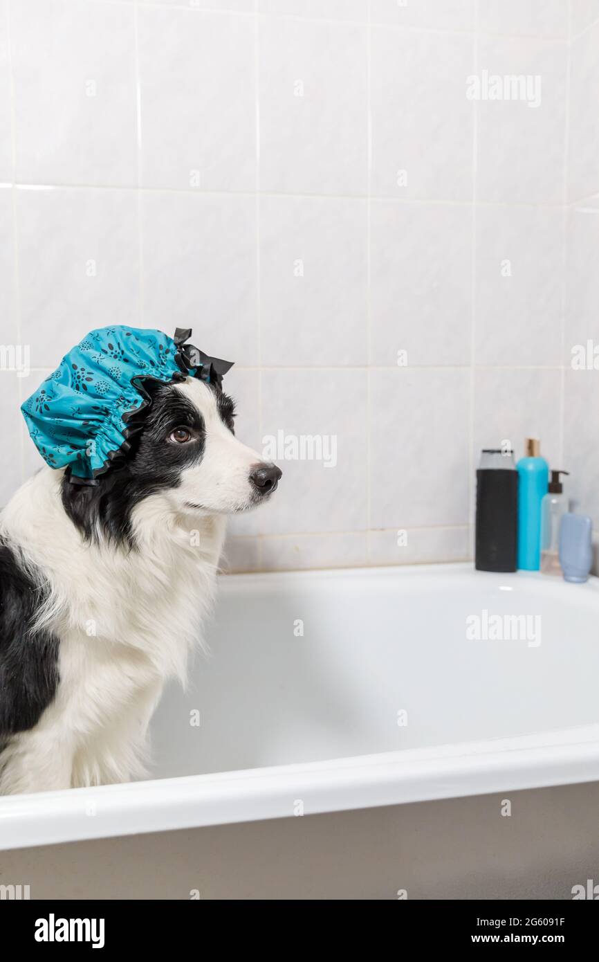Drôle portrait intérieur de chien de chiot bordure collie assis dans le bain obtient le bain de bulle portant le chapeau de douche. Joli petit chien dans la baignoire prêt à laver Banque D'Images