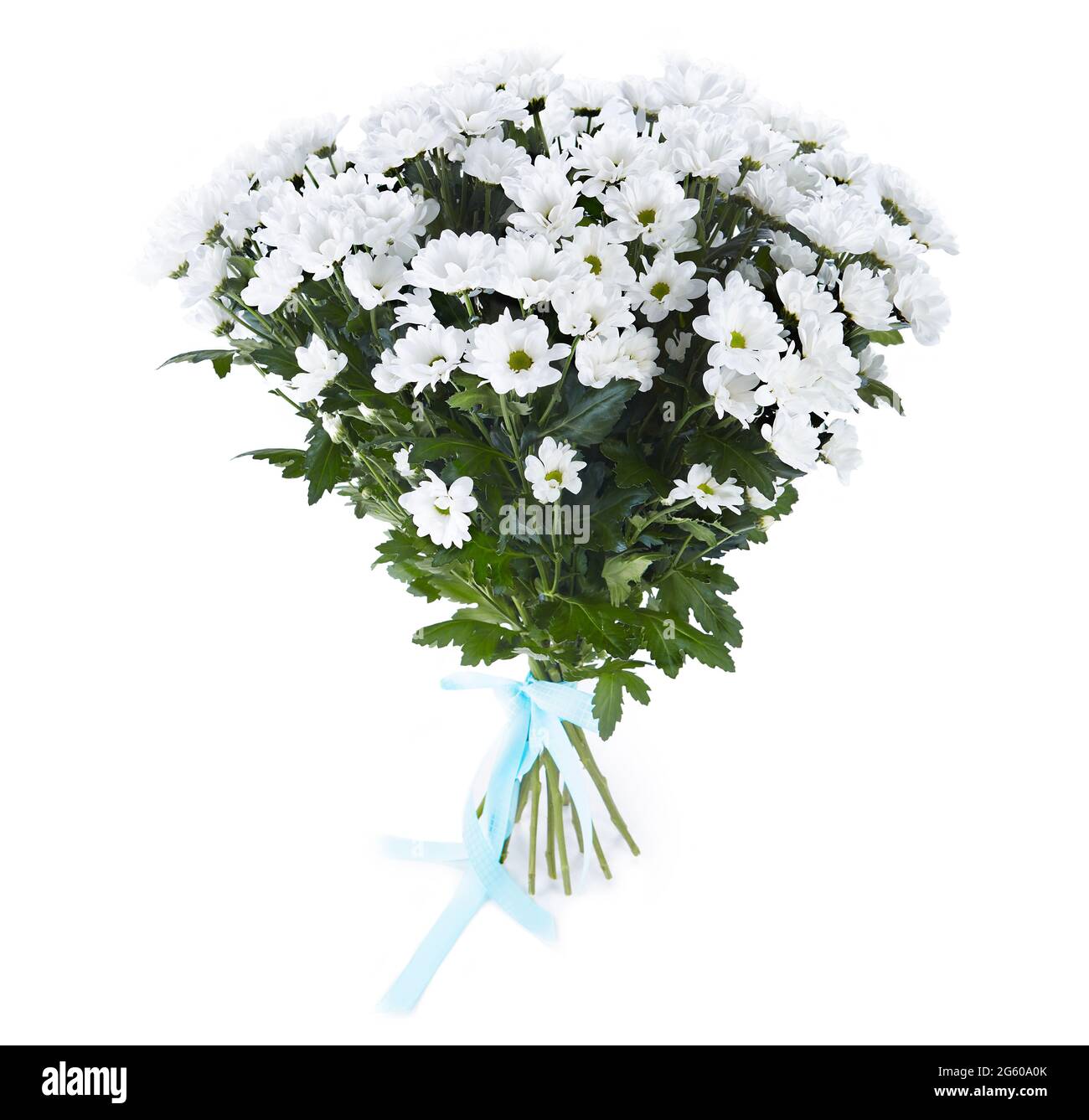 Bouquet énorme de Chrysanthemum Bacardi isolé sur fond blanc. bouquet de luxe pour les Saint-Valentin. Célébration d'engagement ou de mariage. Banque D'Images