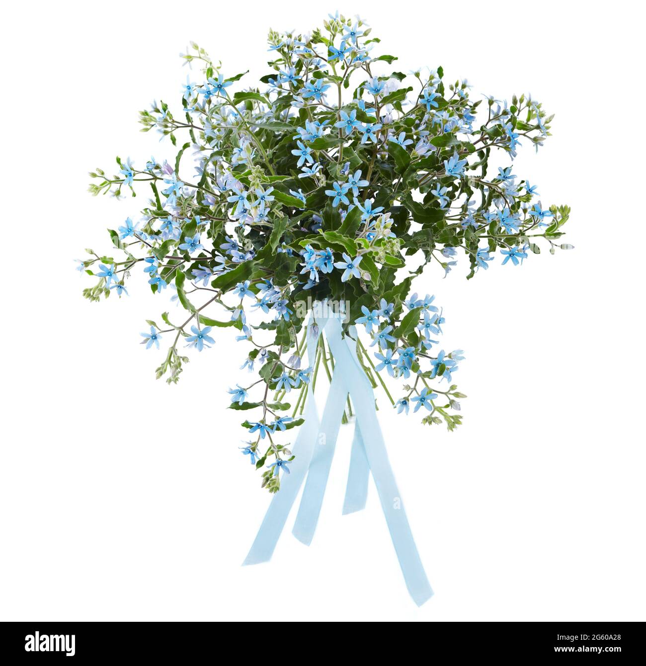 Grand bouquet de coeruleum d'Oxypetalum isolé sur fond blanc. bouquet de luxe pour la Saint Valentin. Célébration d'engagement ou de mariage Banque D'Images