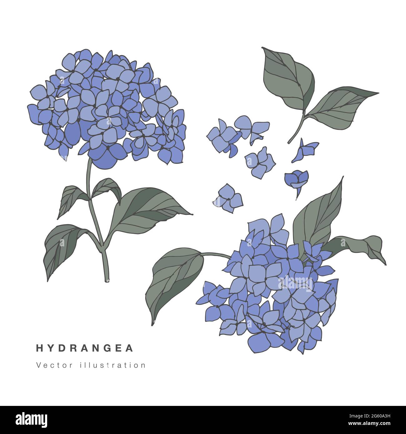 Dessin à la main illustration de fleurs d'hortensia vectorielles. Carte à motif floral botanique sur fond blanc Illustration de Vecteur