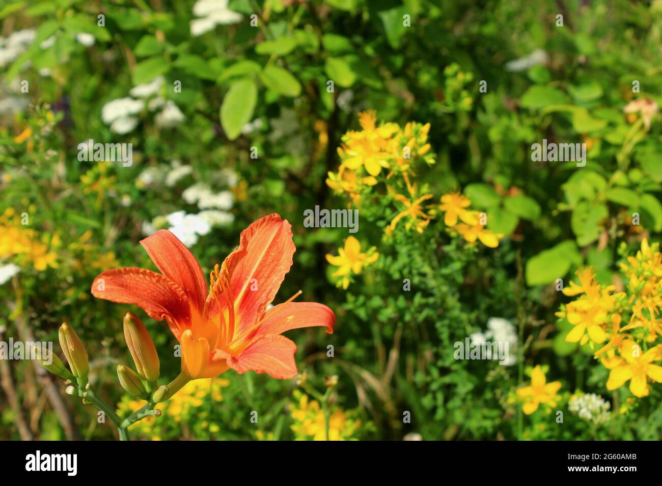 Fleur rouge préférée I Banque D'Images