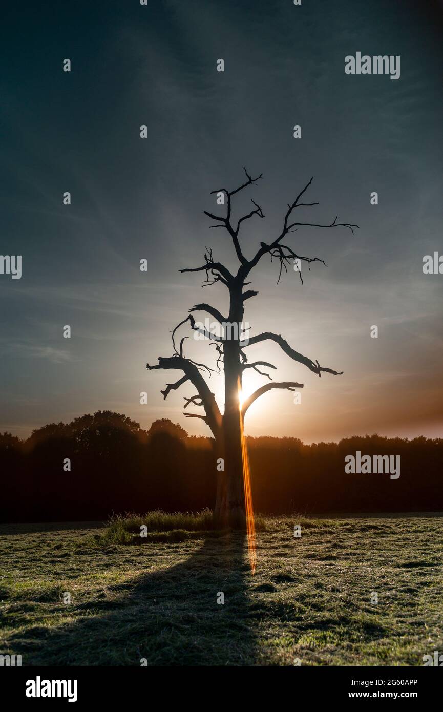 arbre mort dans le champ de foin au coucher du soleil Banque D'Images