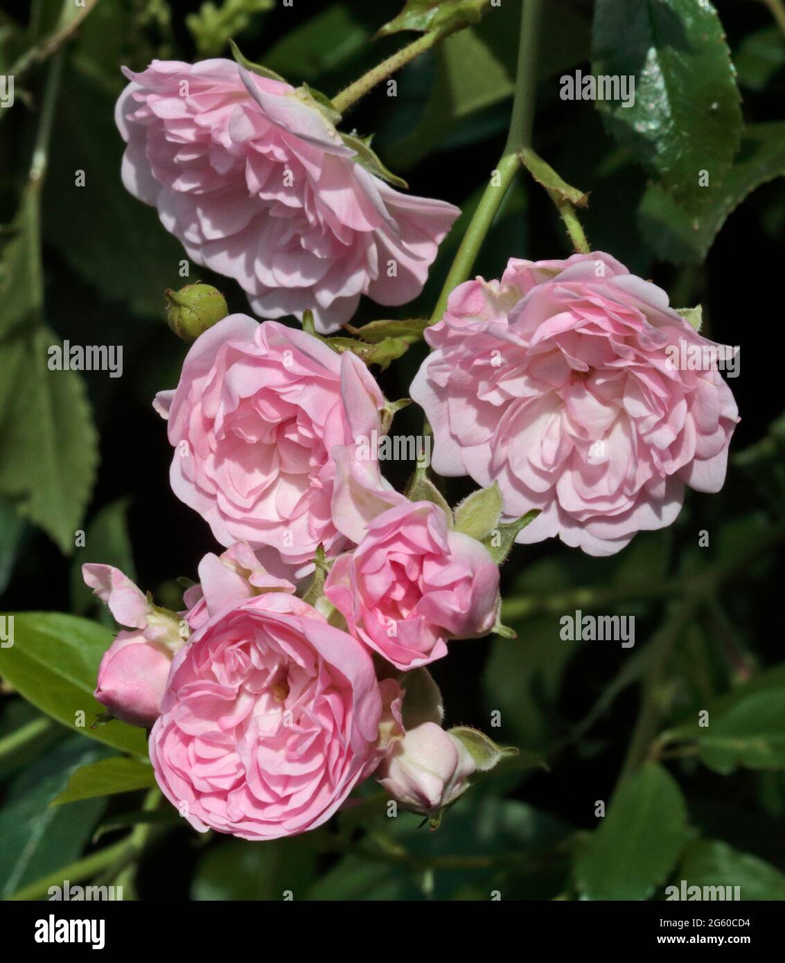 Rose ancienne rose Banque D'Images