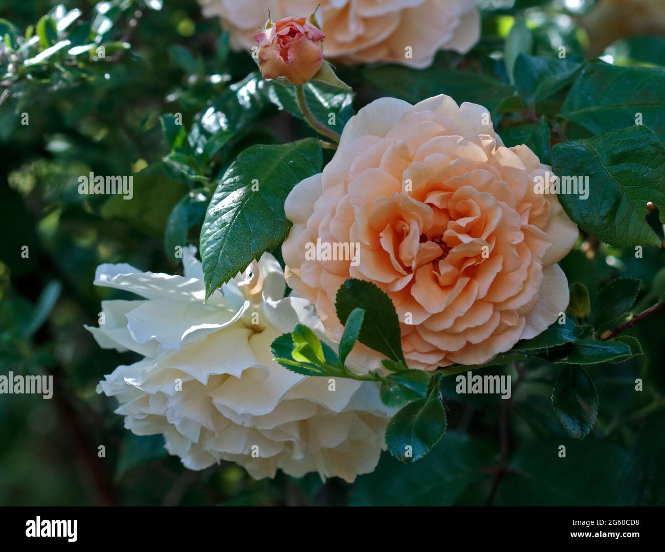 Beauté Buff Rose Banque D'Images