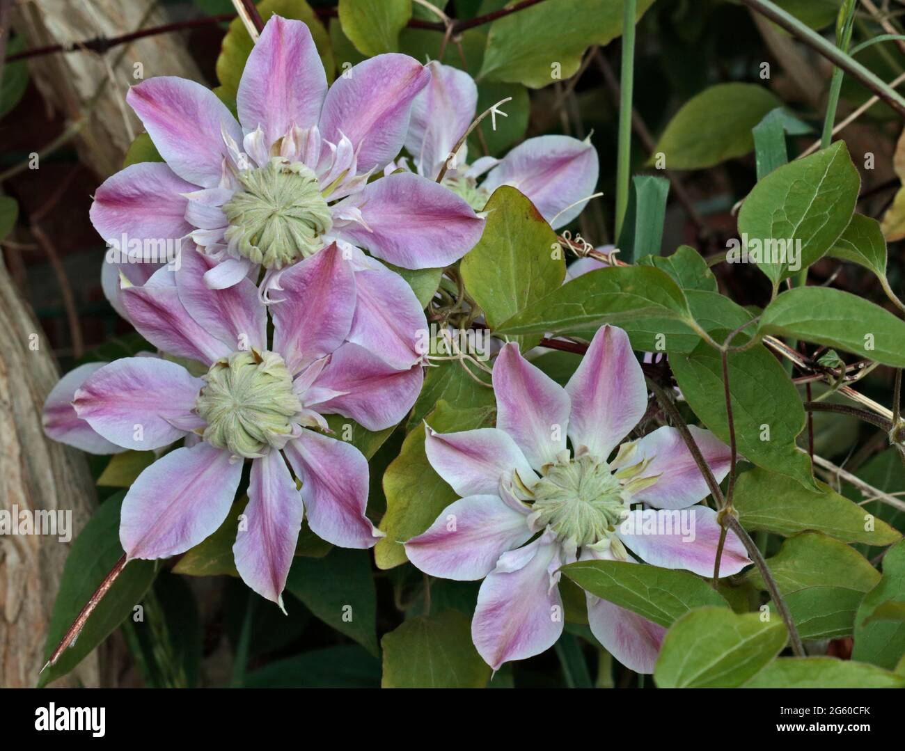 Clematis Josephine Banque D'Images