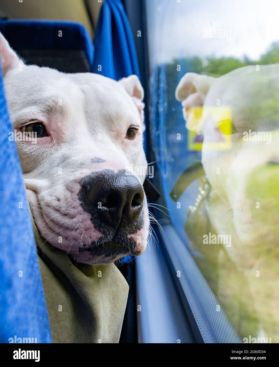 Le Bull terrier blanc regarde d'une fenêtre à l'autobus. Banque D'Images