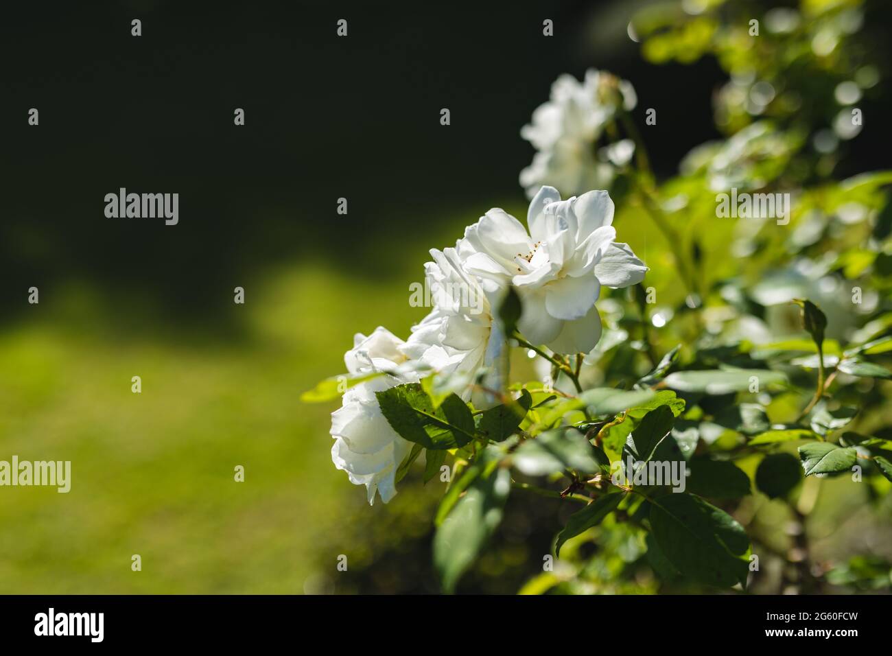 Vue générale sur les fleurs blanches dans le magnifique jardin d'été Banque D'Images