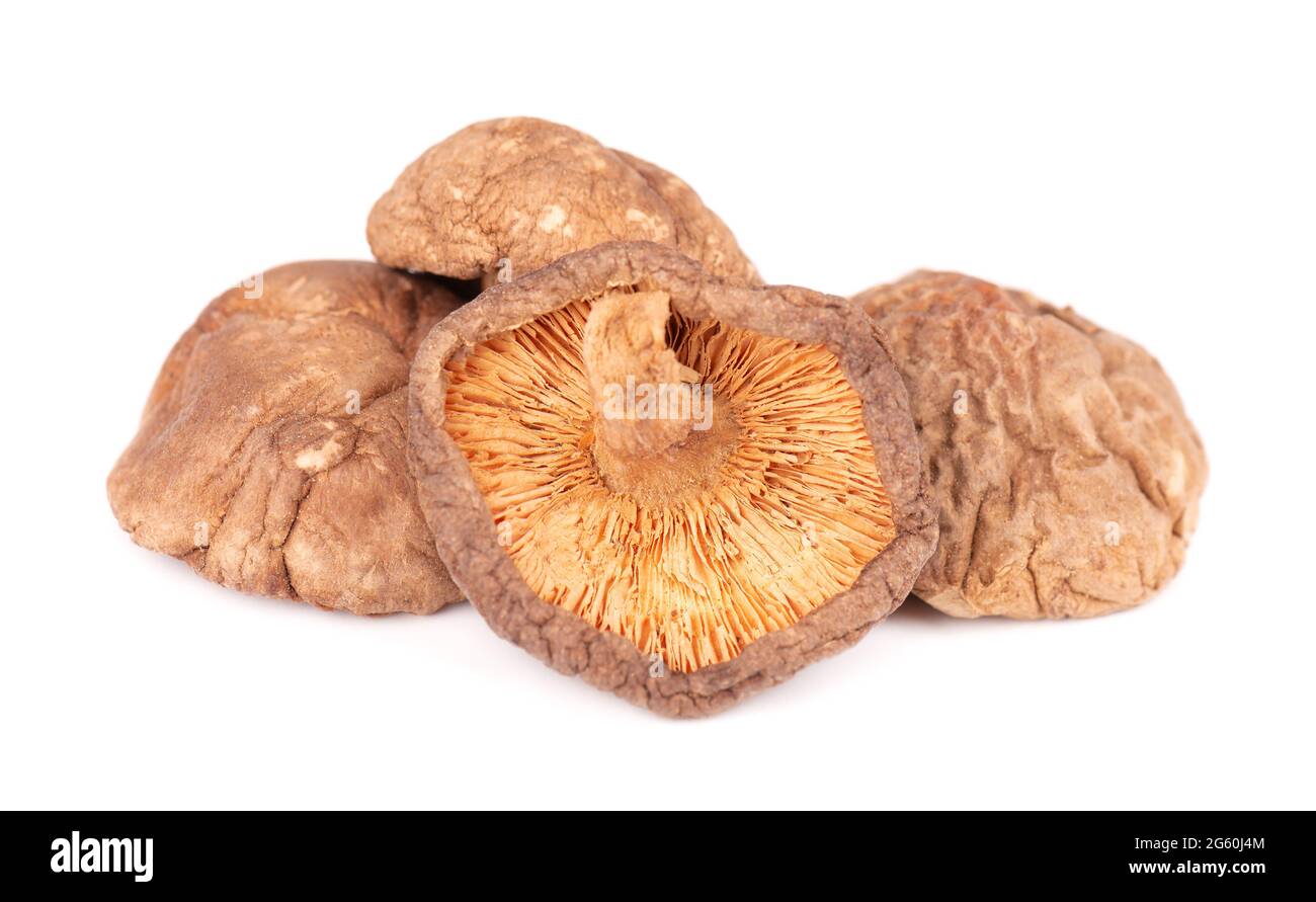 Champignons shiitake séchés, isolés sur fond blanc. Champignons de la forêt japonaise. Lentinula edodes. Gros plan. Banque D'Images