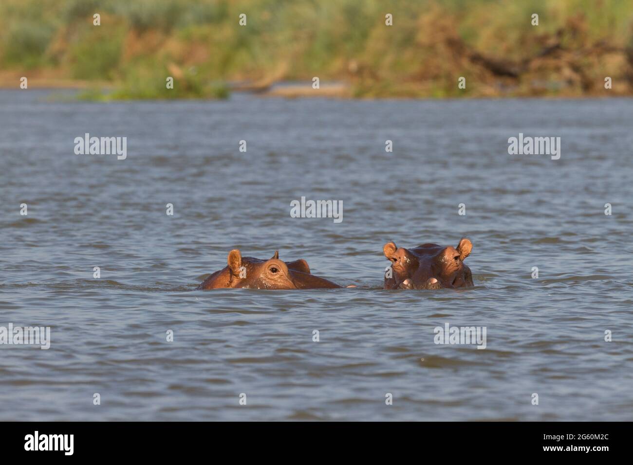 Deux hippopotames, Hippopotamus amphibius, regarder la caméra. Banque D'Images