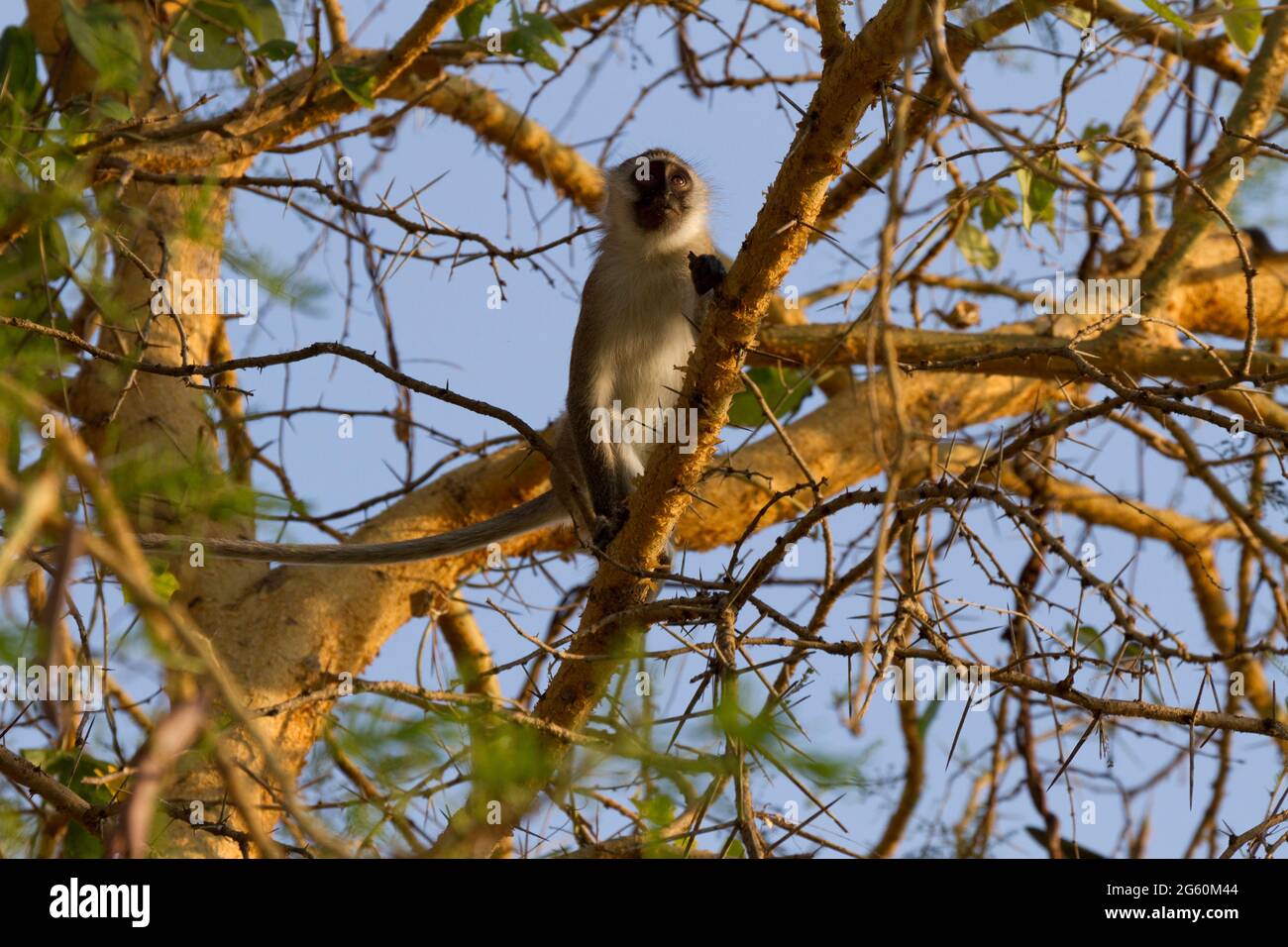 Un singe, Chlorocebus pygerythrus, donne d'un arbre. Banque D'Images