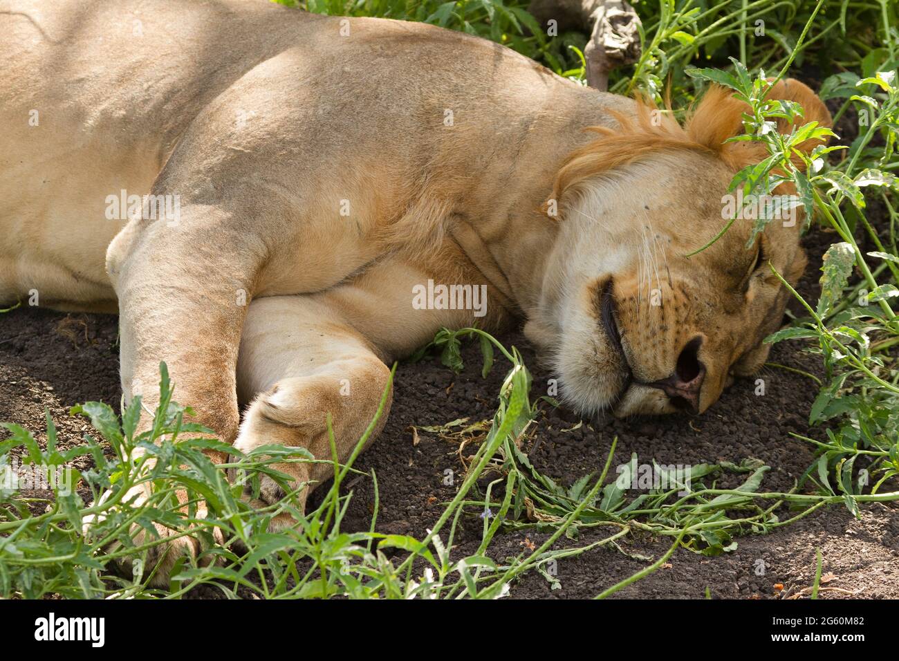 Un homme lion, Panthera leo, dort sur le sol à l'ombre. Banque D'Images