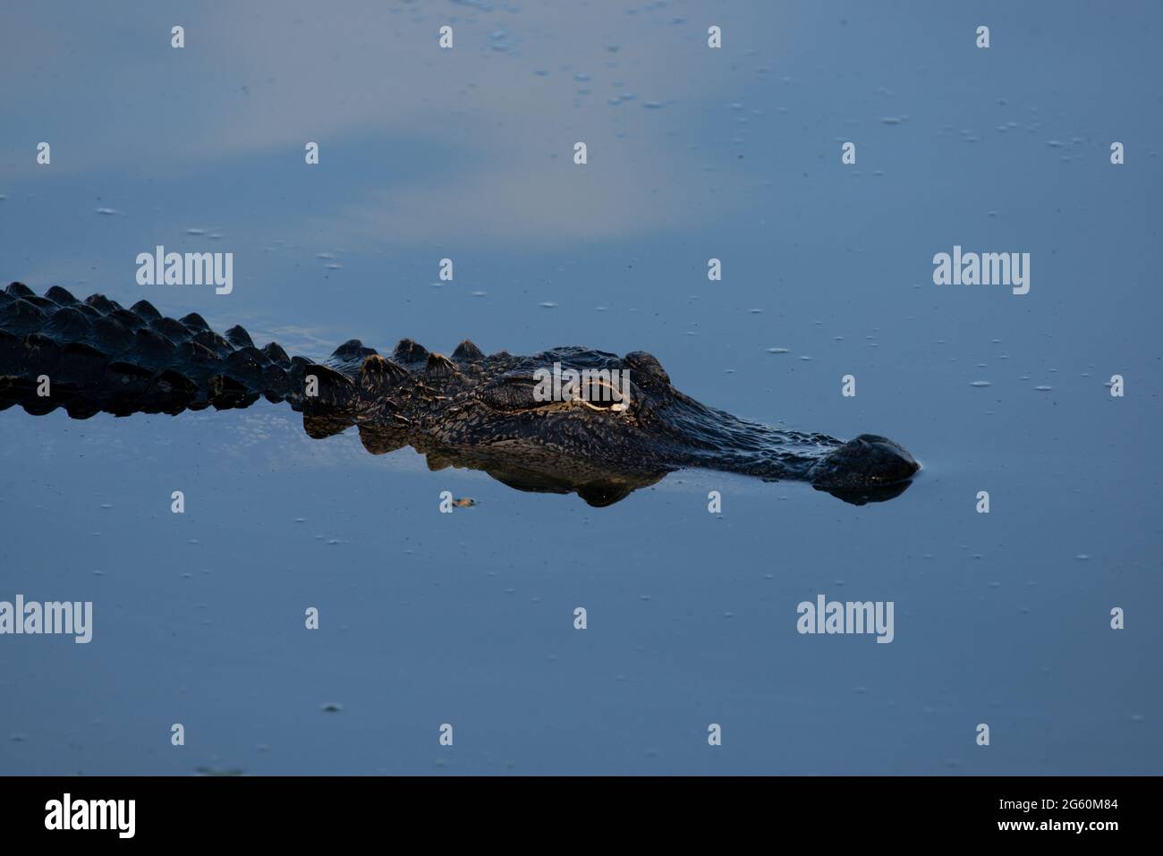 Un alligator américain culmine dans un étang du parc Jarvis Creek, sur l'île Hilton Head, en Caroline du Sud, aux États-Unis. Il est estimé que th Banque D'Images