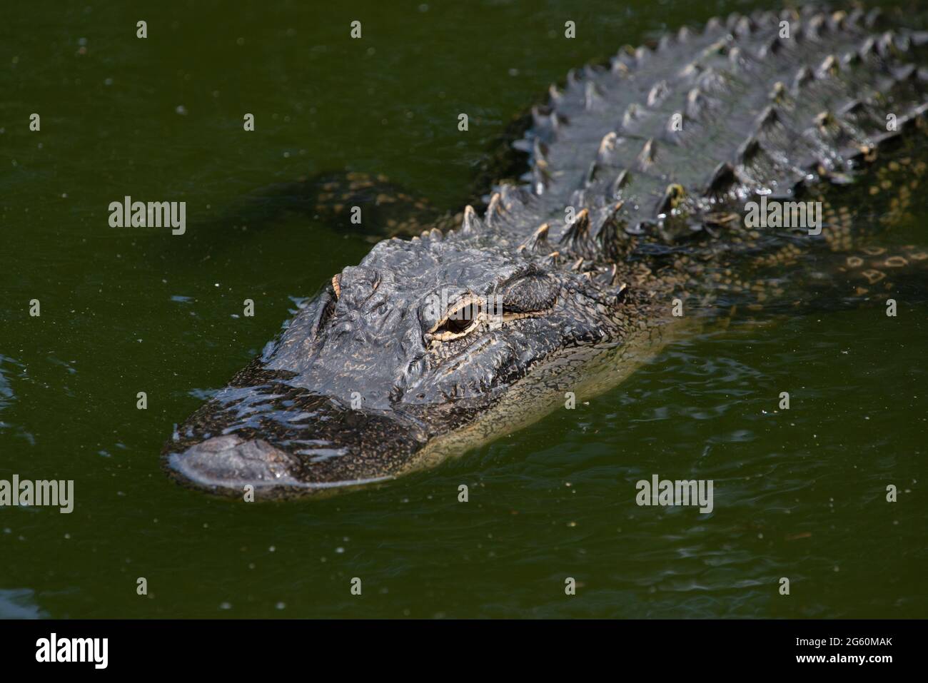 Un alligator américain culmine dans un étang du parc Jarvis Creek, sur l'île Hilton Head, en Caroline du Sud, aux États-Unis. Il est estimé que th Banque D'Images