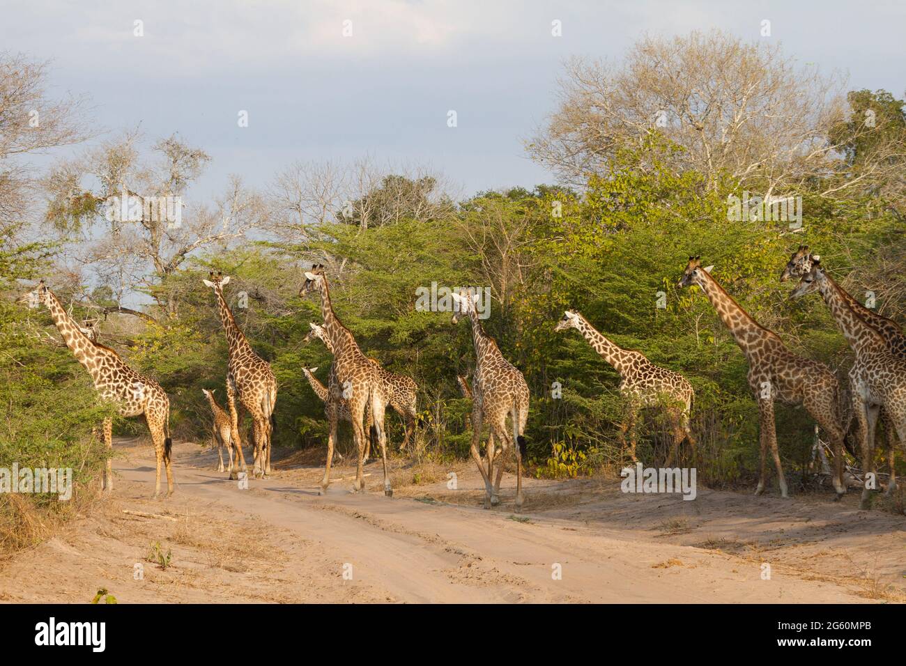 Un troupeau de girafes Masai traverser la route. Banque D'Images