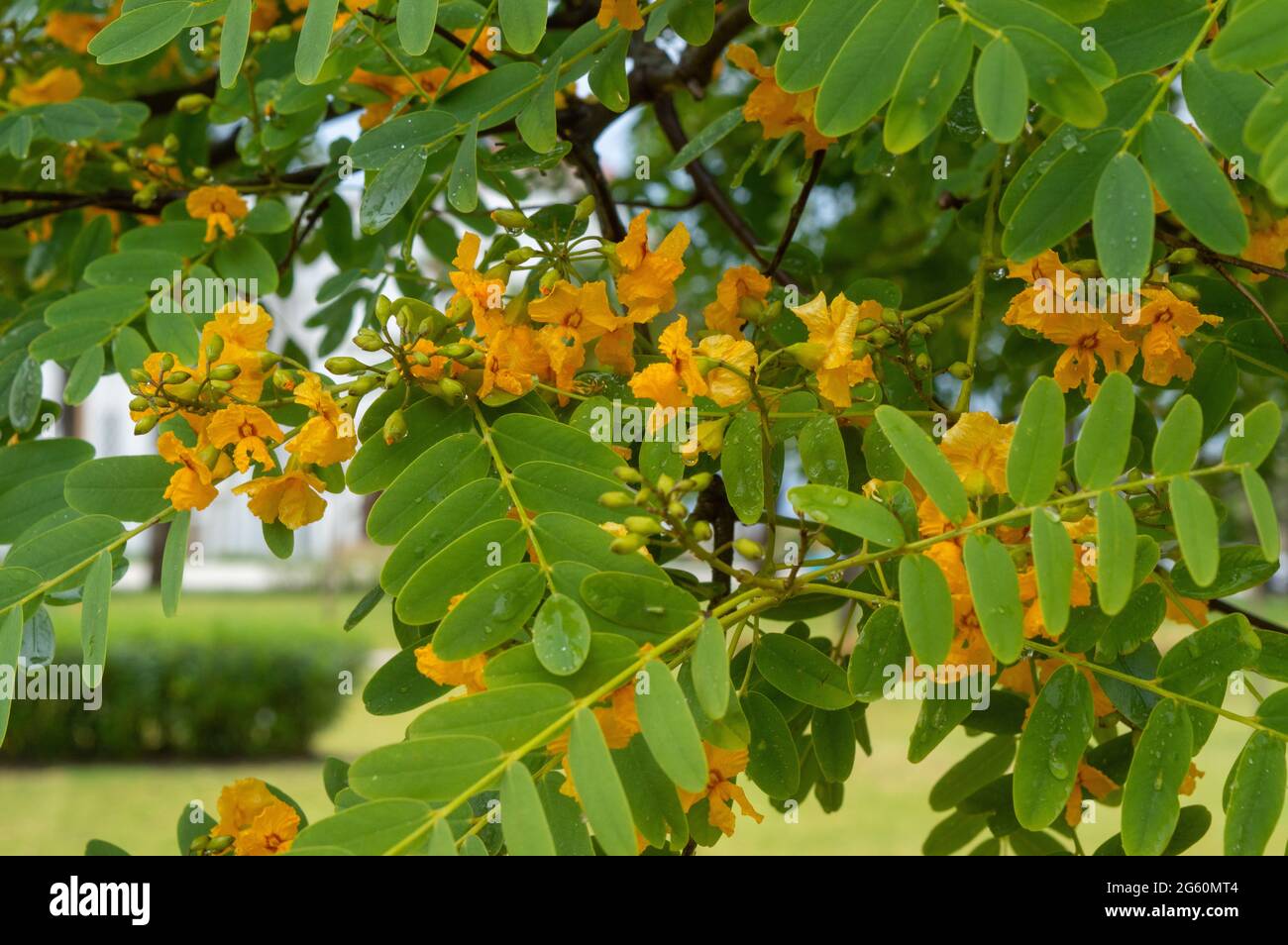 Branche d'un arbre qui fleuris en orange. Fond de pétales et de fleurs d'orange Banque D'Images