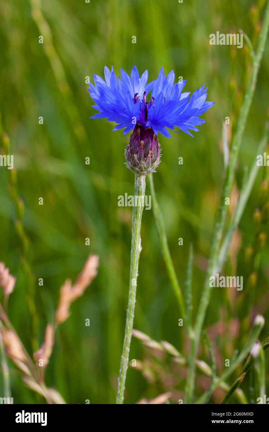 Belle fleur de maïs bleue dans l'herbe longue Banque D'Images