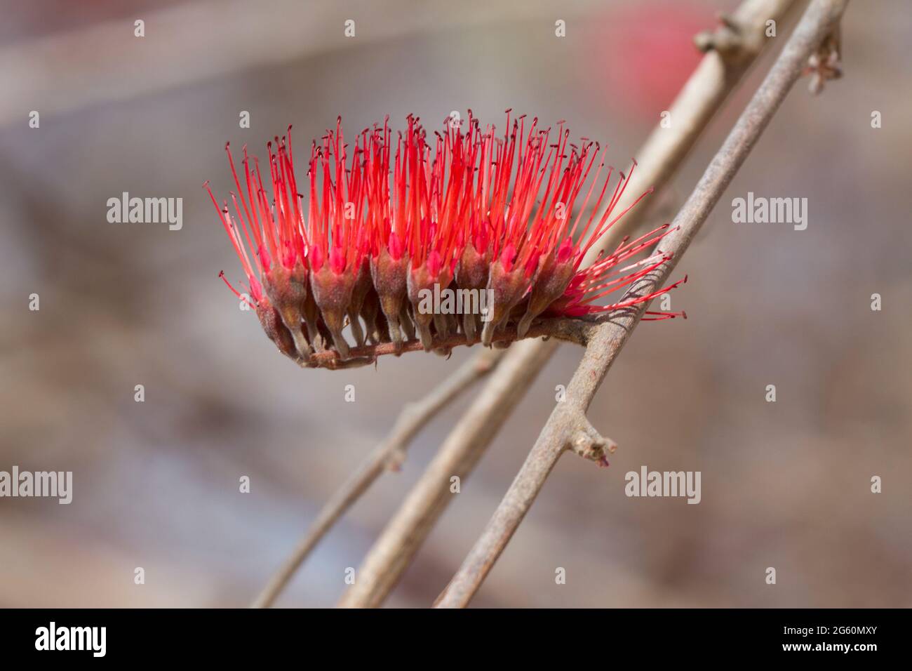 Une vue rapprochée de la fleur d'un arbre brosse à dents, Salvadora persica. Banque D'Images