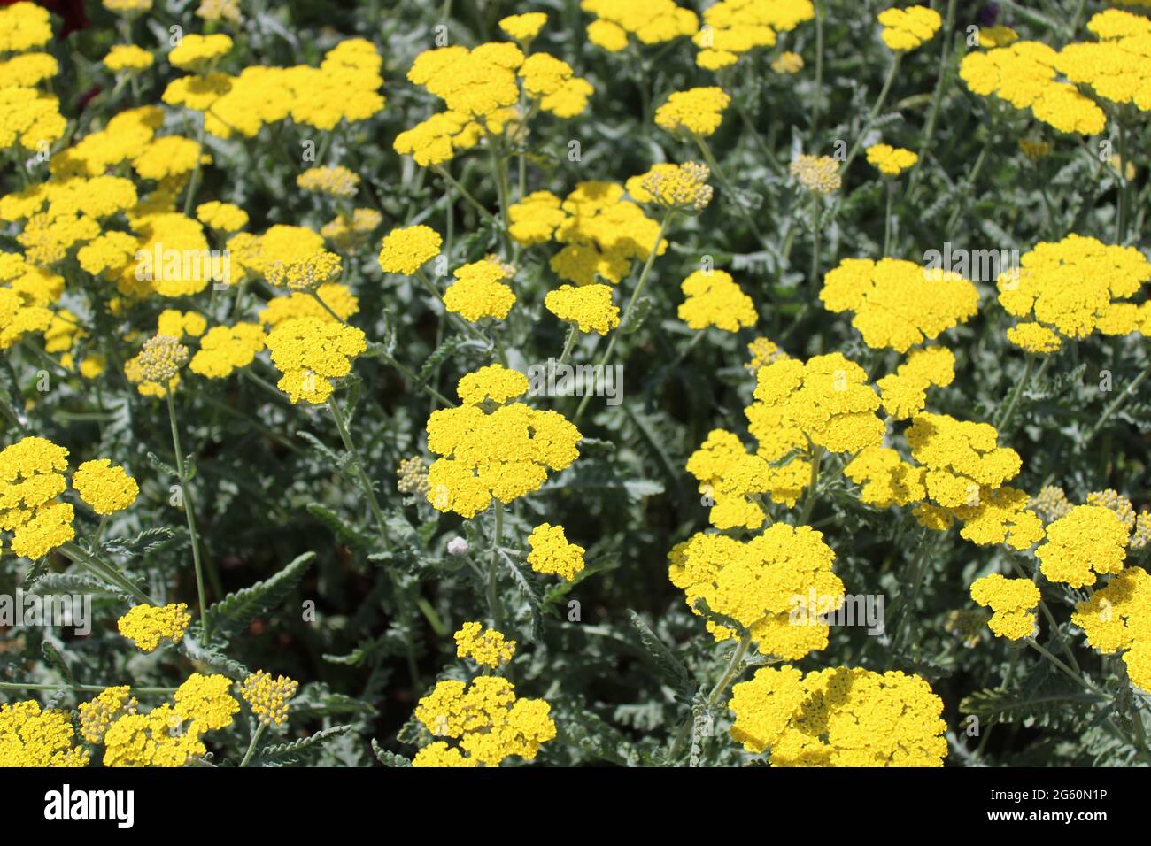 yarrow de fougères dans le jardin Banque D'Images