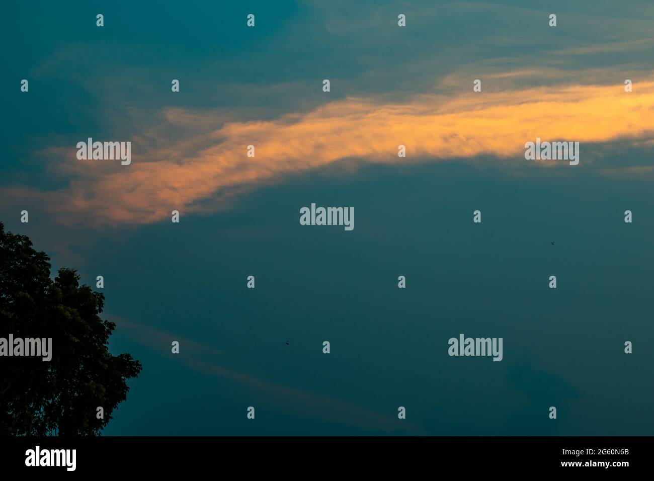 Des nuages extrêmement beaux de bleu et d'orange avec des feuilles d'acajou et des tiges Banque D'Images