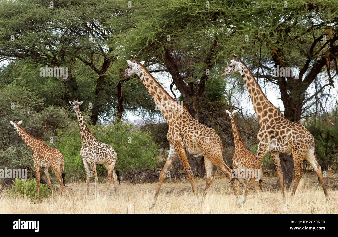 Un troupeau de girafes Masai chercher à se nourrir sur les arbres à proximité. Banque D'Images