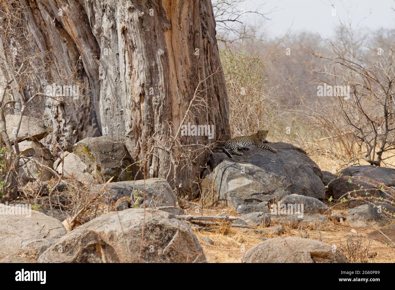 Un léopard, Panthera pardus pardus, se trouve sur un rocher à l'ombre. Banque D'Images