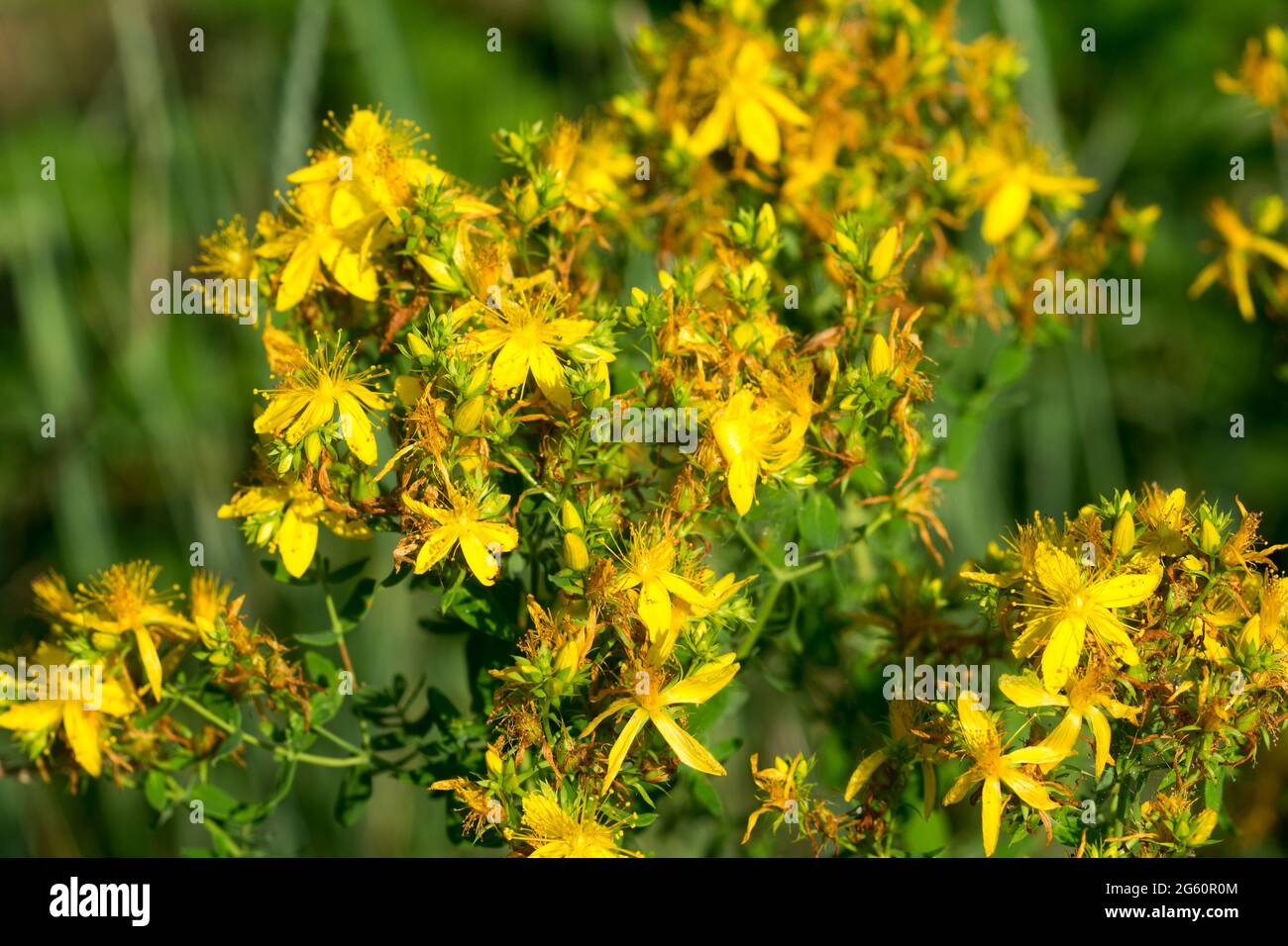 Hypericum perforatum, perce St John's-millepertuis fleurs jaunes gros plan foyer sélectif Banque D'Images
