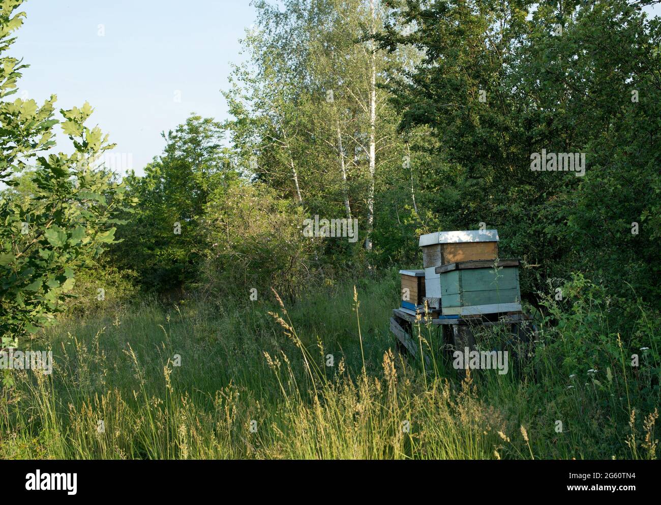 Ruches d'abeilles dans la nature. Banque D'Images