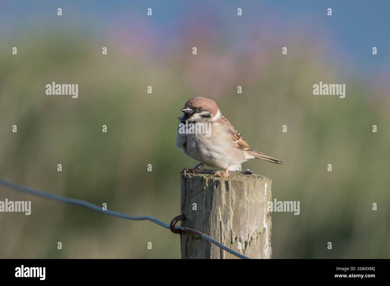 Bruant des arbres aux falaises Bempton de RSPB Banque D'Images