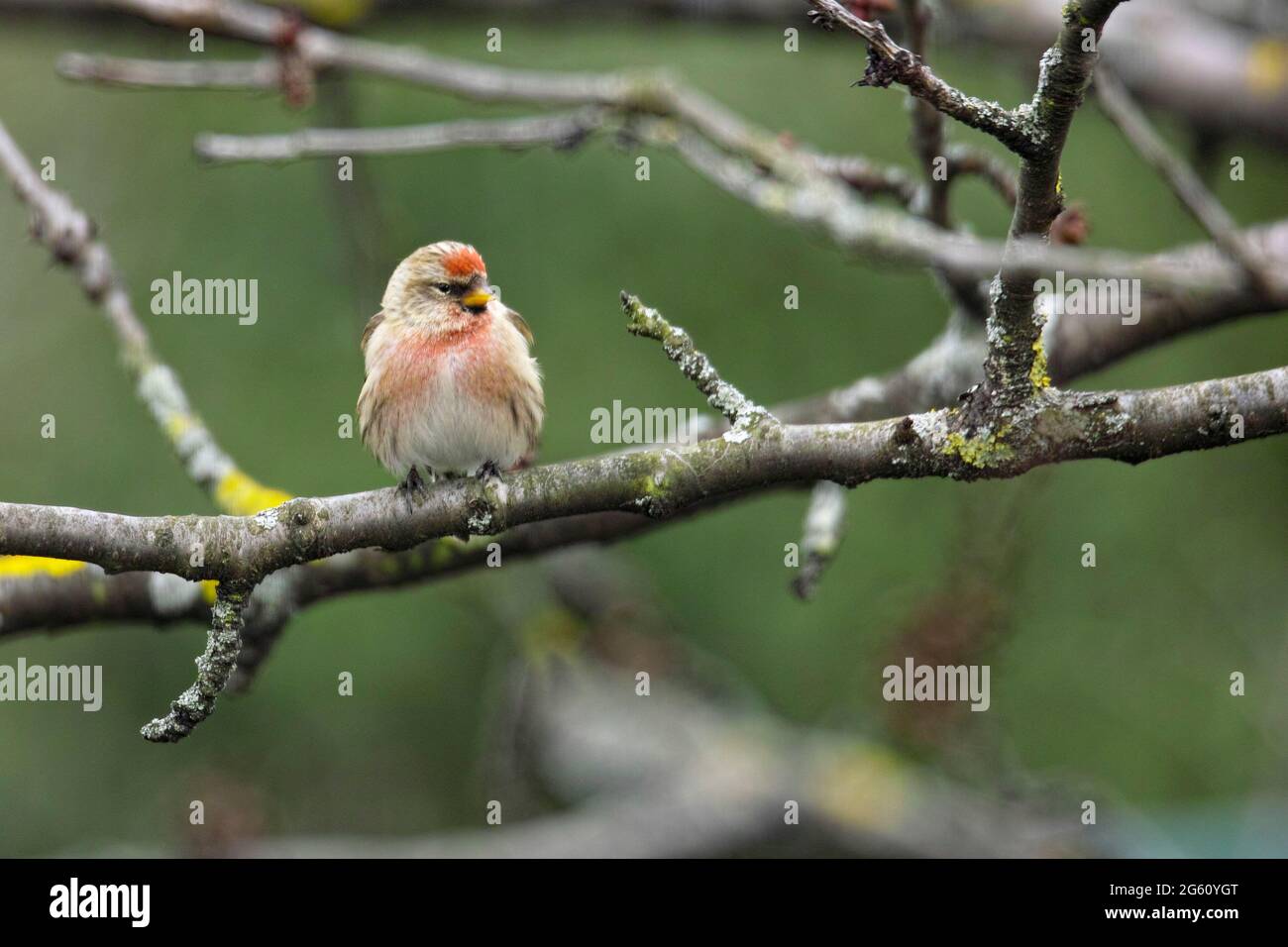 La France, le Bas Rhin, l'Obernai, le fiché de Sizerin ou le cabaret de Sizerin (Acanthis flammea, synonyme: Carduelis flammea) posé dans un cerisier Banque D'Images